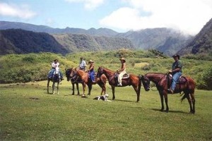 Maui Stables