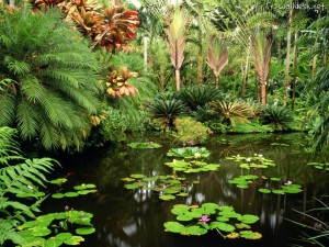 Hawaii Tropical Botanical Garden - Home to the world's largest ...