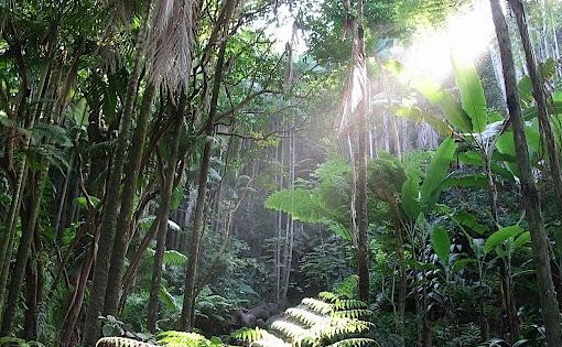 Hawaii Tropical Botanical Garden - Home to the world's largest ...