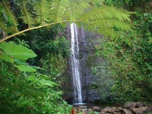 Waterfalls of Hawaii - Manoa Falls