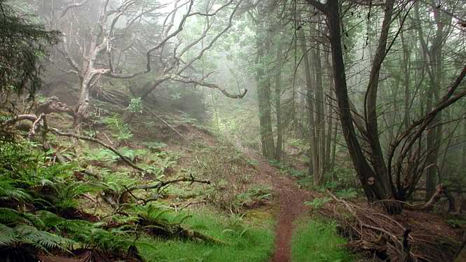 Polipoli Spring State Recreation Area