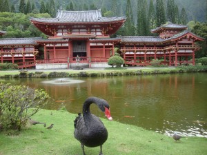Byodo-In Temple - Oahu - One of the resident black swans