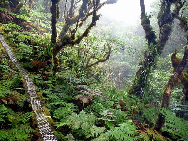 Kamakou Preserve A Hidden Sanctuary in Molokai s Highest 