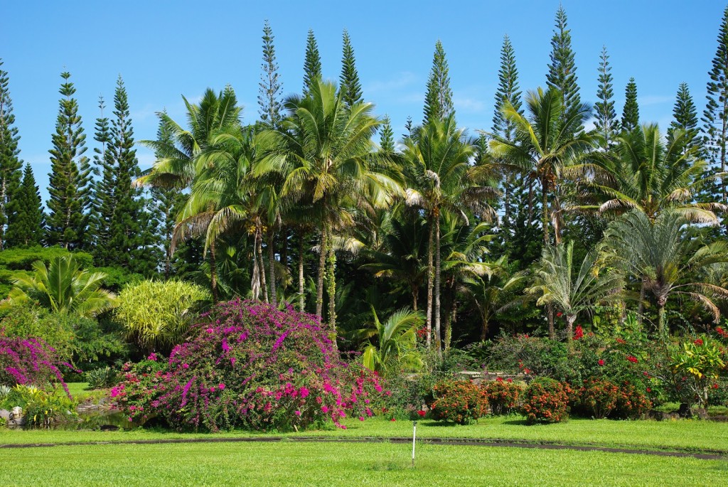 Nani Mau Gardens - Extensive collection of palm and other trees | Only ...