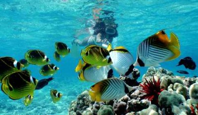 Top Hawaii Snorkeling Spots