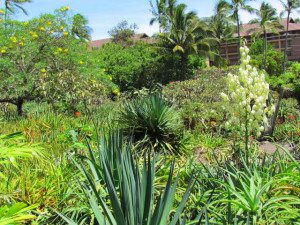 Moir Gardens - Poipu, Kauai, Hawaii