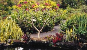 Moir Gardens - Poipu, Kauai, Hawaii