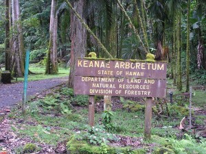 Ke'anae Arboretum - Hana Highway, Maui, Hawaii