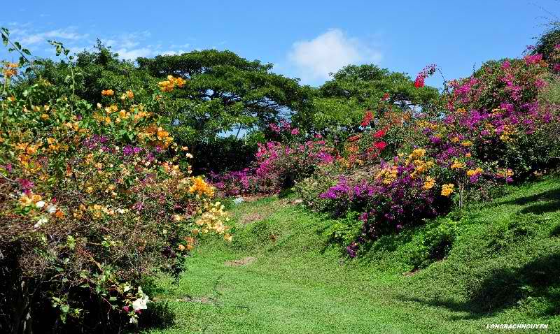 Pua Mau Place Arboretum And Botanical Garden Big Island Hawaii