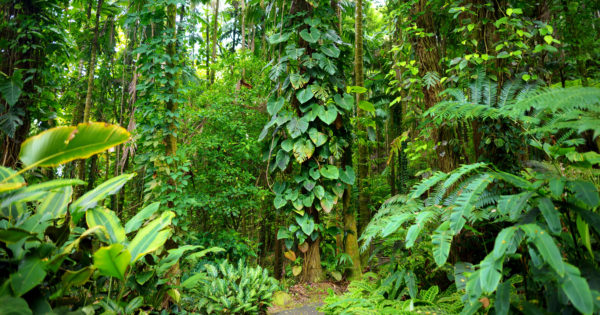 Hawaii Tropical Botanical Gardens | Only In Hawaii