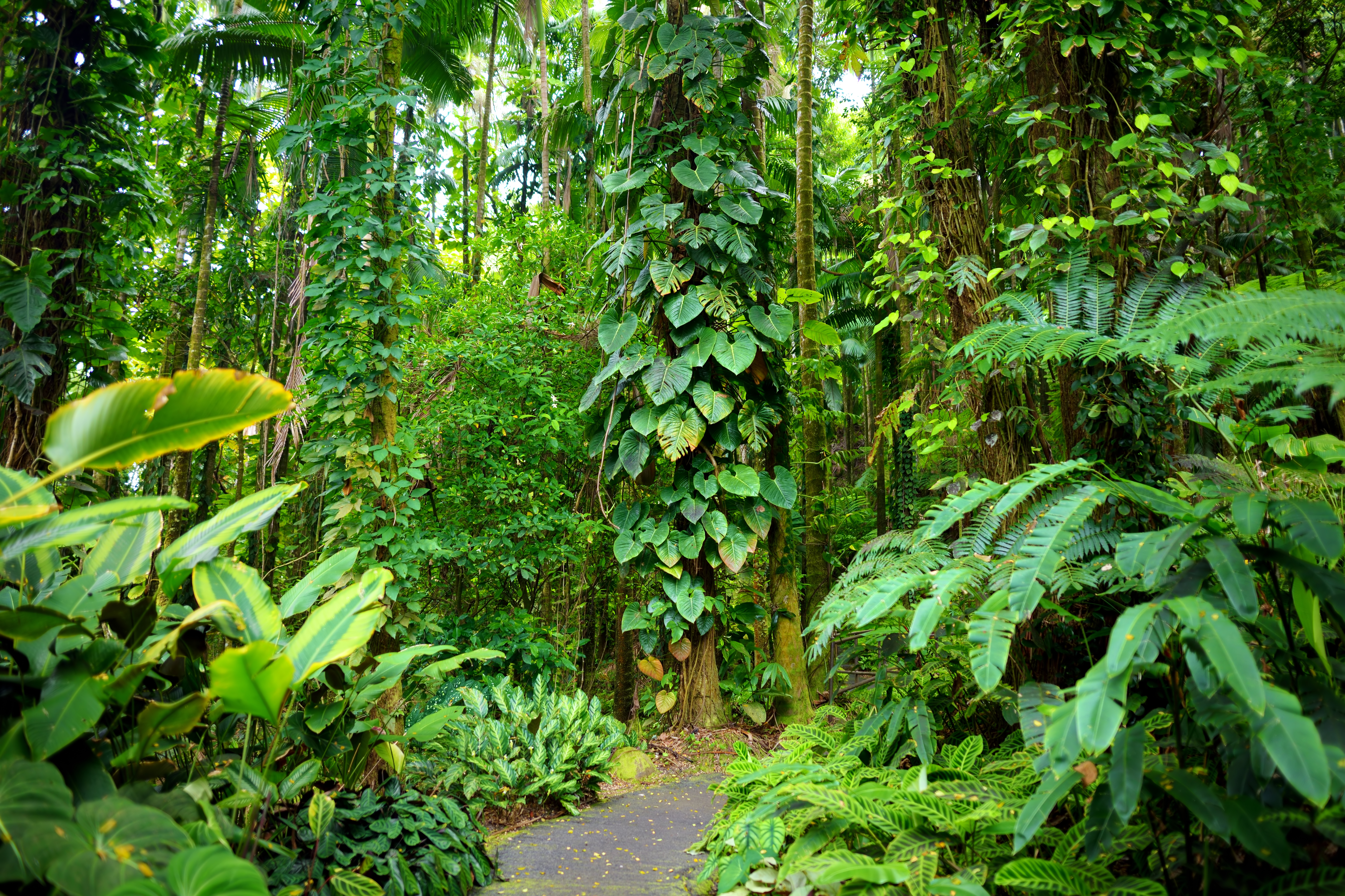 Hawaii Tropical Botanical Garden