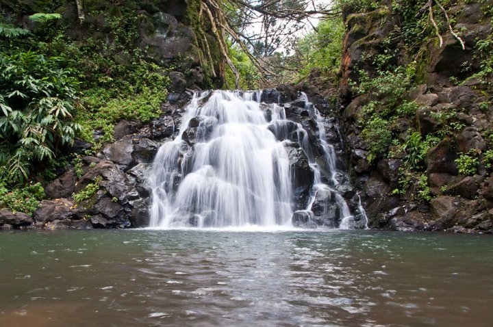 Ice Pond In Kalihi Valley