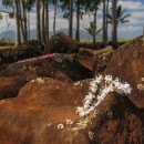Kukaniloko Birth Site - Oahu, Hawaii