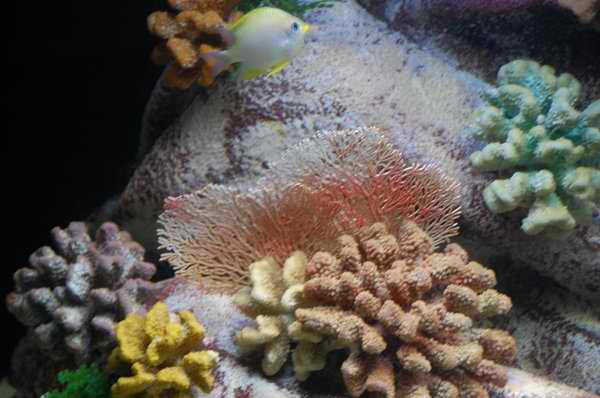 Living Art Marine Center - Honolulu, Hawaii