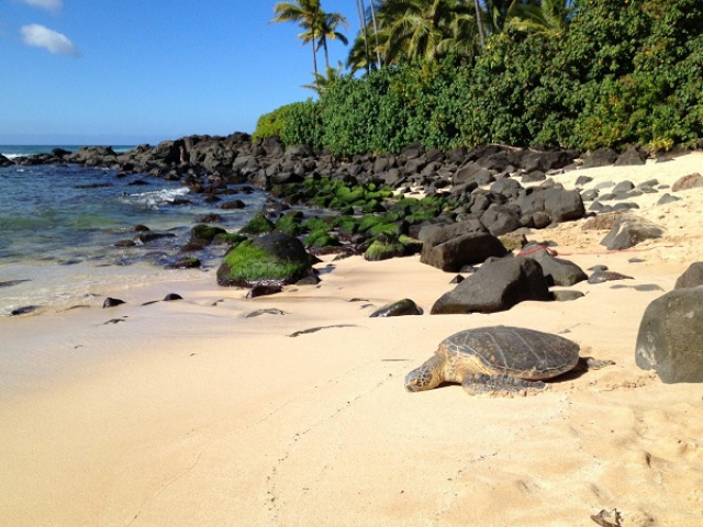 Laniakea Beach - Oahu, Hawaii