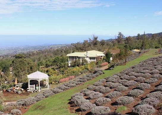 Ali'i Kula Lavender Farm - Maui, Hawaii