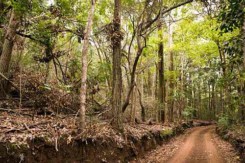 Munro Trail - Lanai, Hawaii