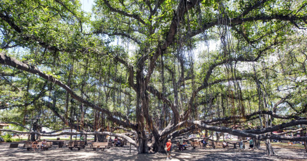 The Banyan Tree - Lahaina | Only In Hawaii