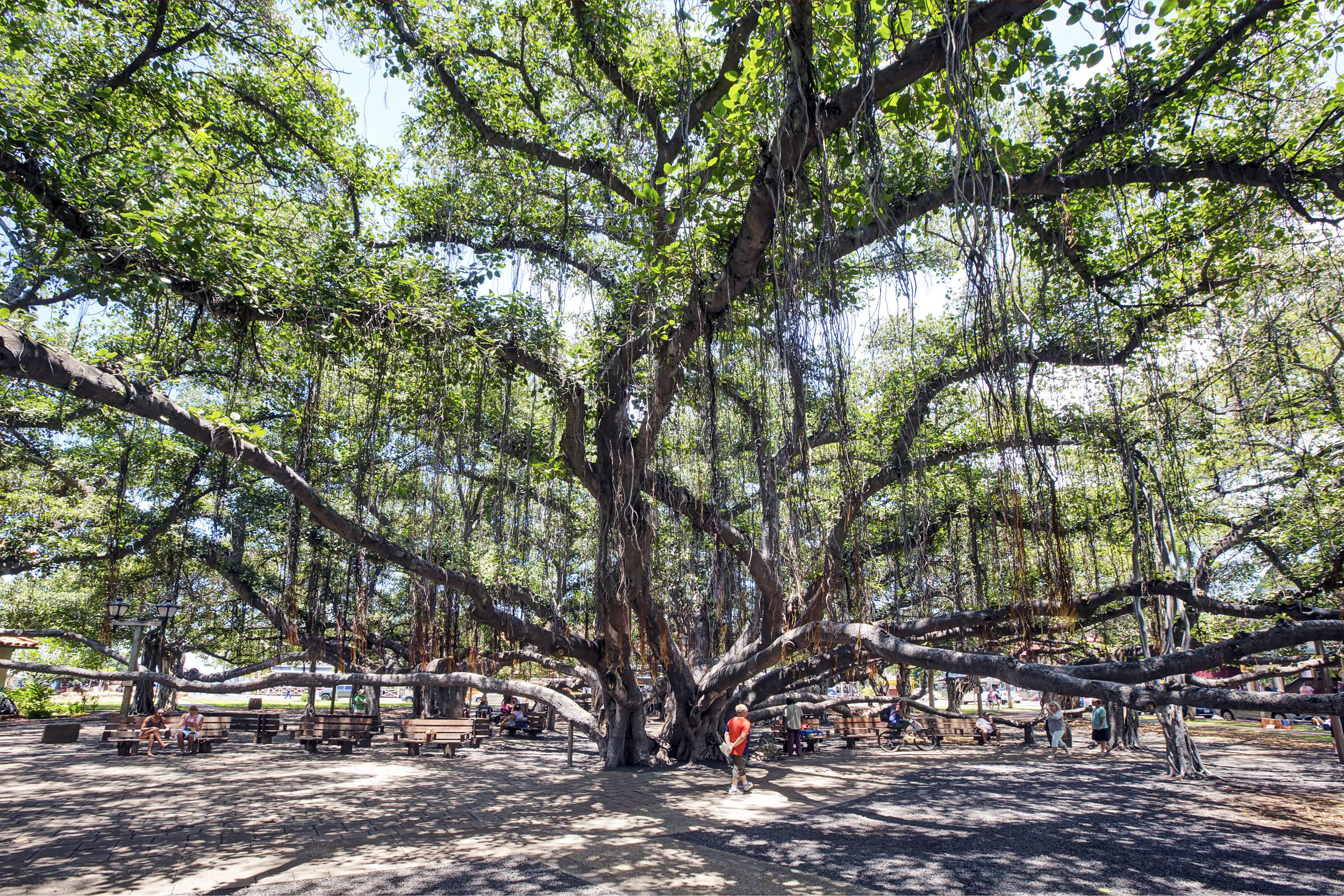 Hawaiian Banyan Tree Leaves