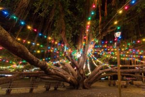 Lahaina Banyan Tree