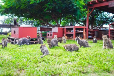Lanai Cat Sanctuary - Hawaii