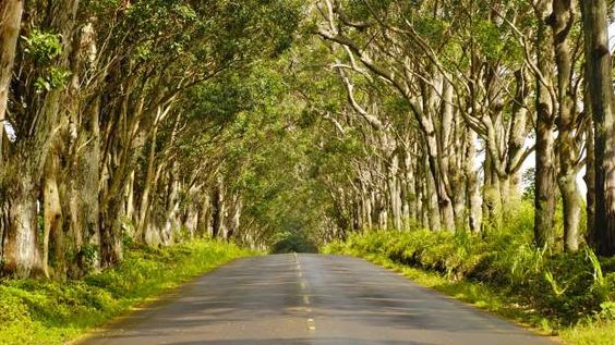 Tunnel of Trees - Kauai, Hawaii