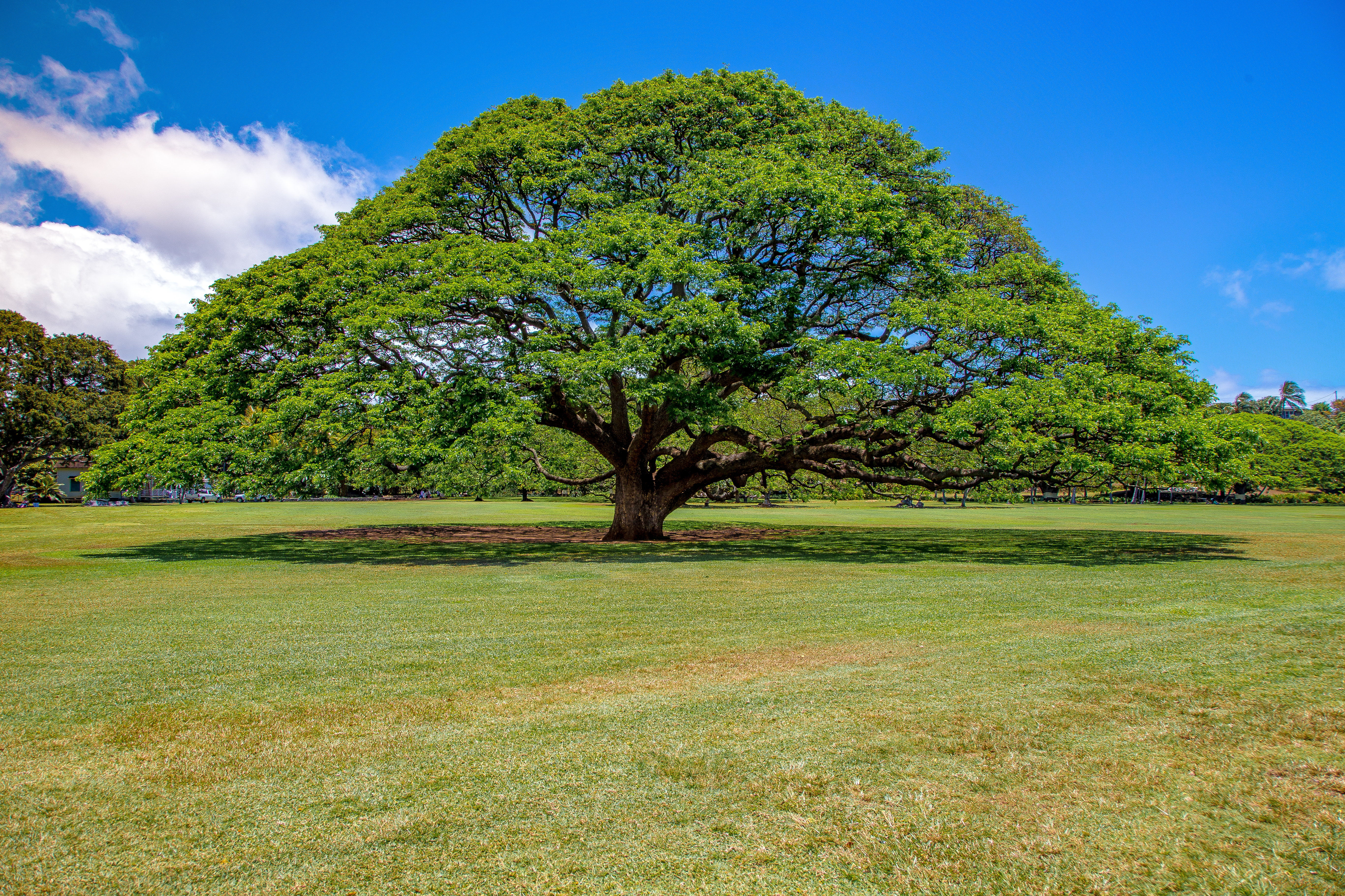 Hitachi Tree