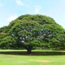 The Hitachi Tree - Honolulu