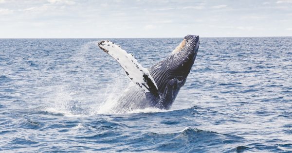 Whale Watching in Kauai | Only In Hawaii