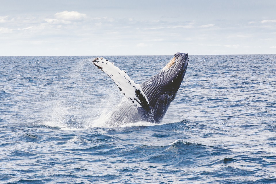 Whale Watching in Kauai